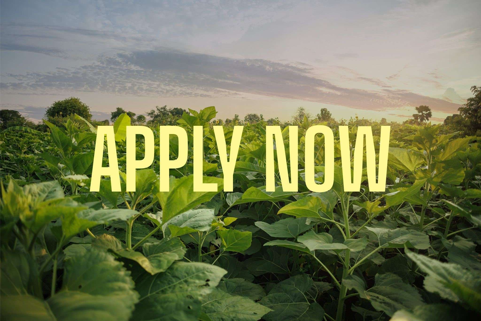 Development Innovation Ventures (DIV) Fund